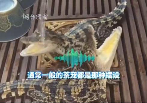 男子养2条活体mini鳄鱼当茶宠